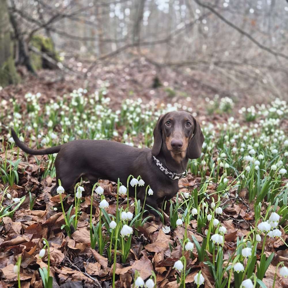Hundetreffen-Playdate/Sozial Walk mit Dackel-Profilbild