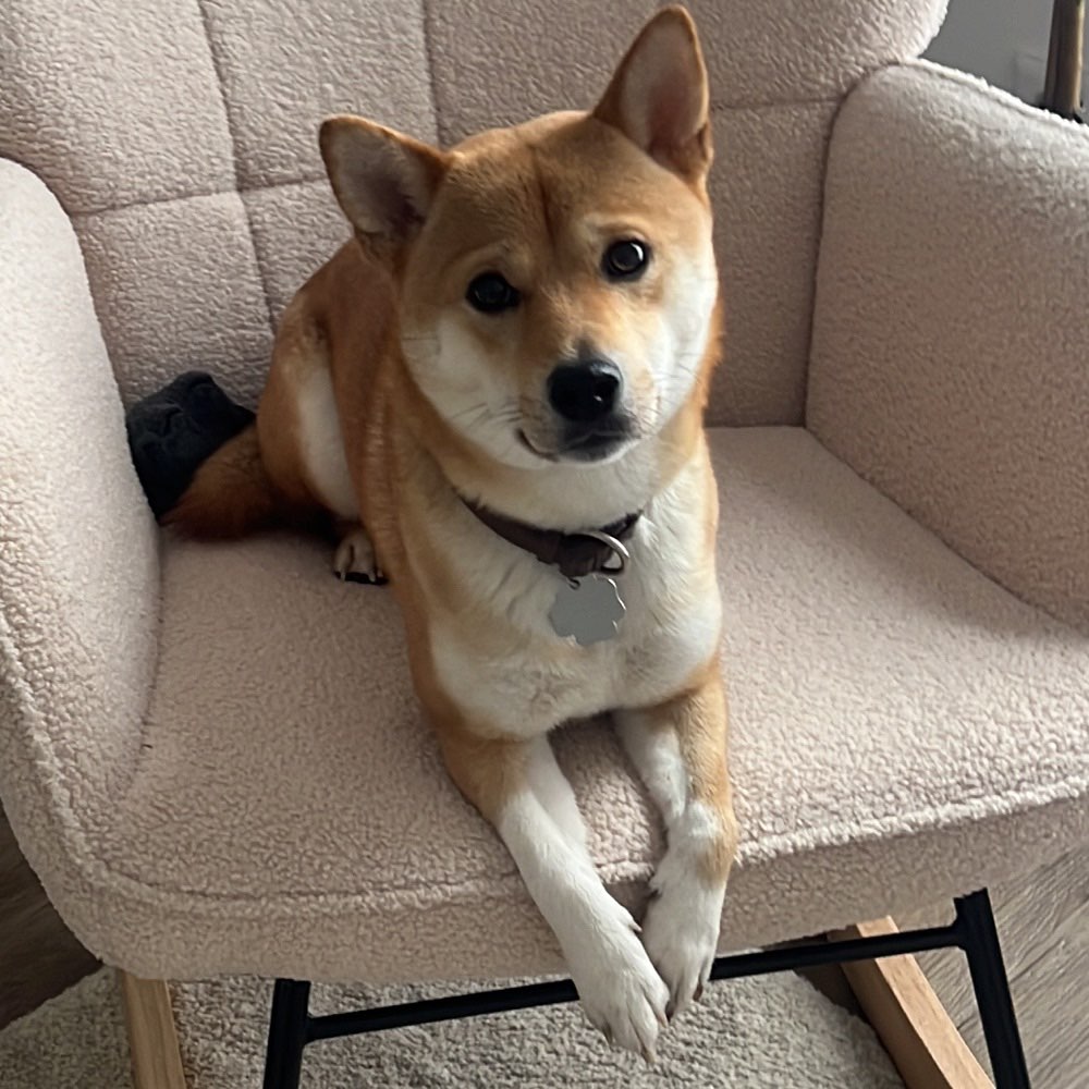 Hundetreffen-Social Walk 🐾-Profilbild