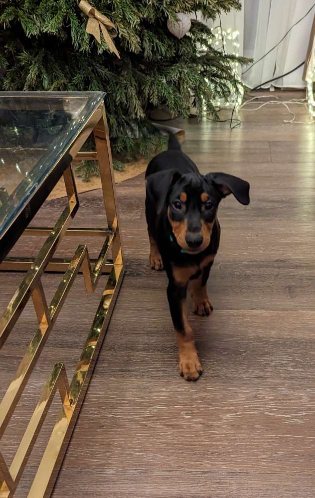 Hundetreffen-Welpentreffen-Profilbild