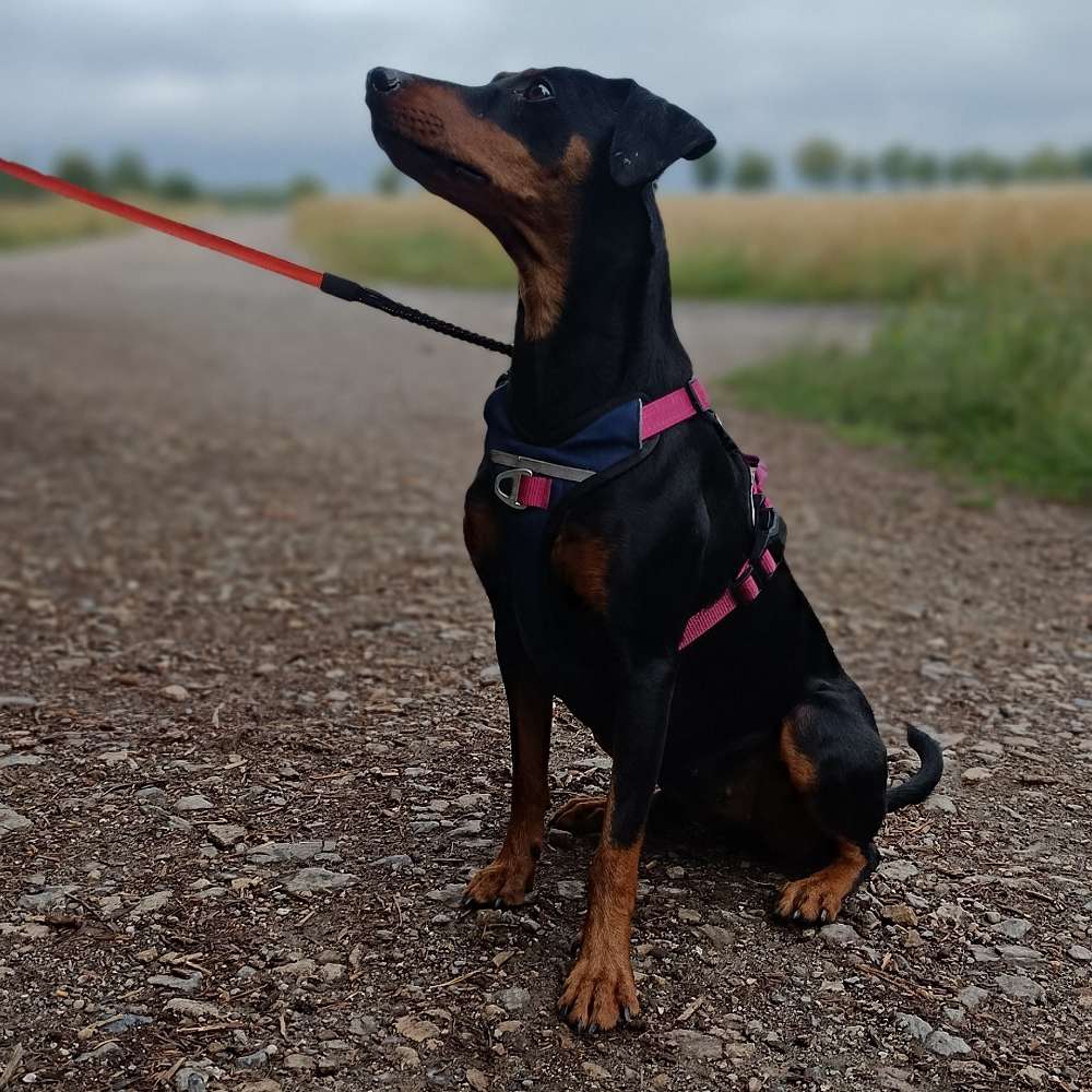 Hundetreffen-Hundefreunde fürs gemeinsame Gassi gehen gesucht-Profilbild