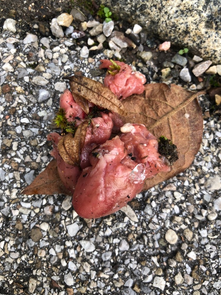 Giftköder-Wurst mit Glassplitter-Profilbild