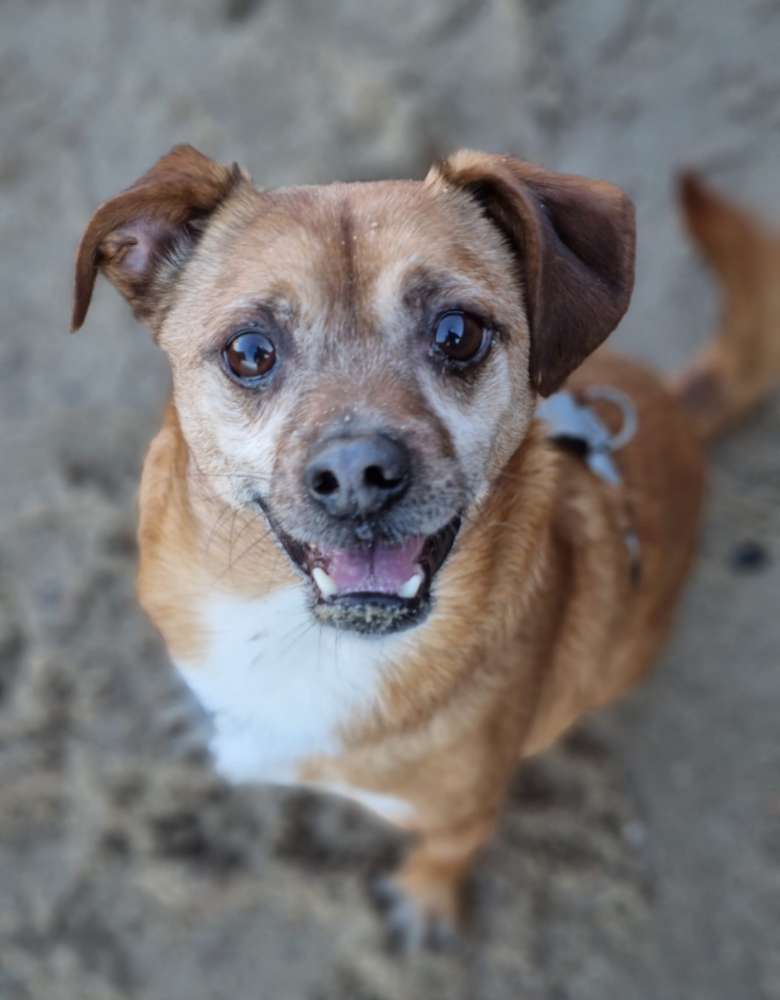 Hundetreffen-Gemeinsame Gassi-Runde am Schölerberg/Zoo-Profilbild