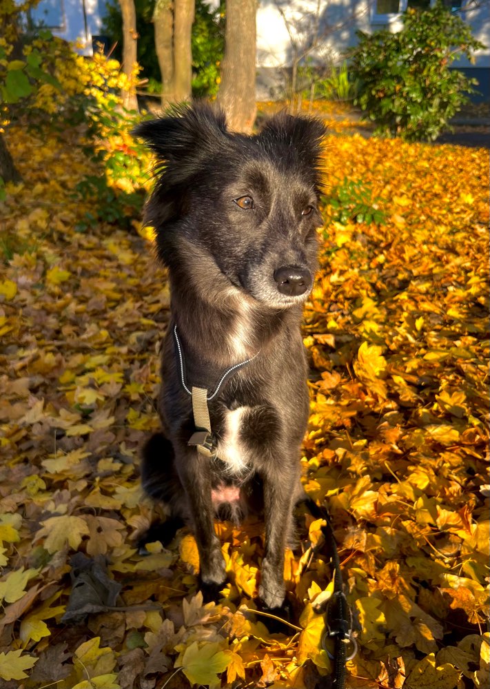 Hundetreffen-Spieltreff Ludwigshafen-Profilbild