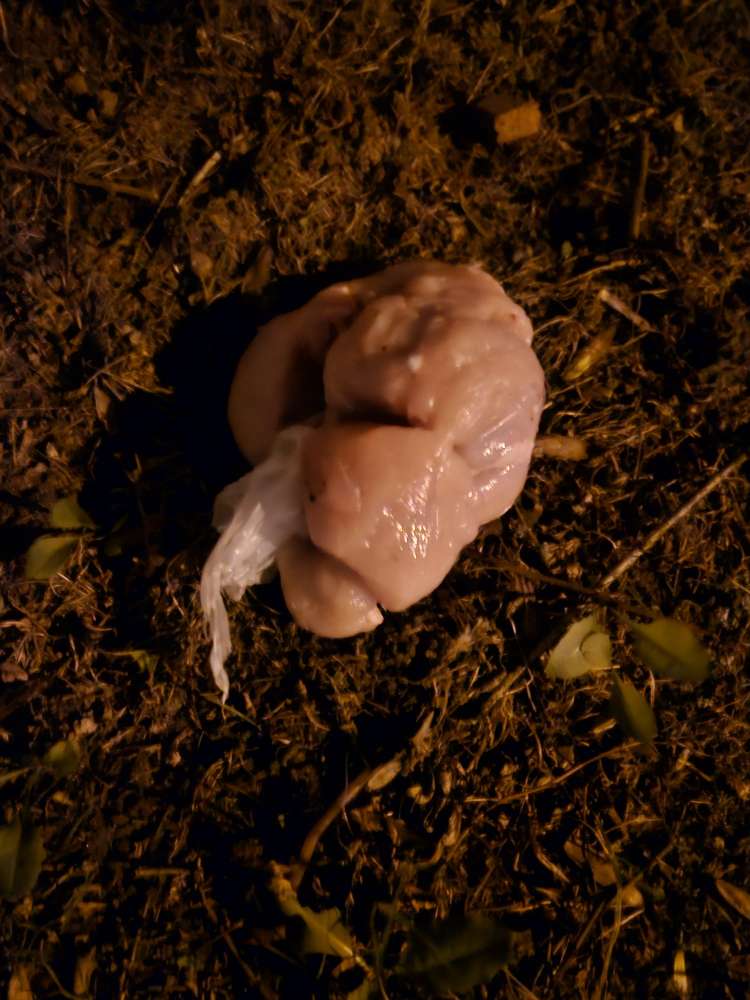 Giftköder-Hähnchenfleisch ausgelegt-Profilbild