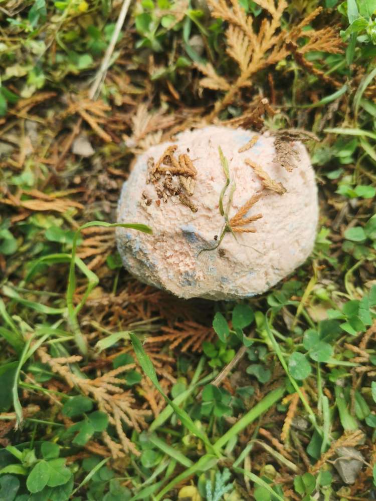 Giftköder-Giftköder-Profilbild