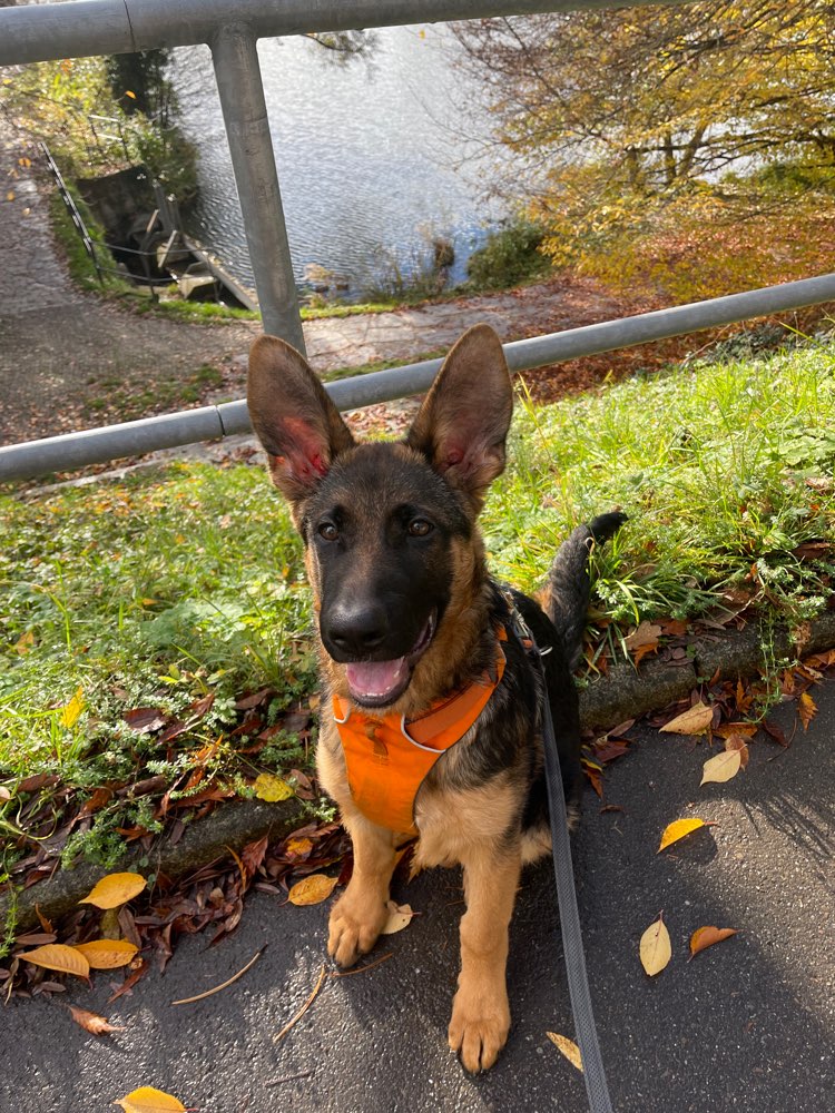 Hundetreffen-Gassi Runde + Spiele-Profilbild