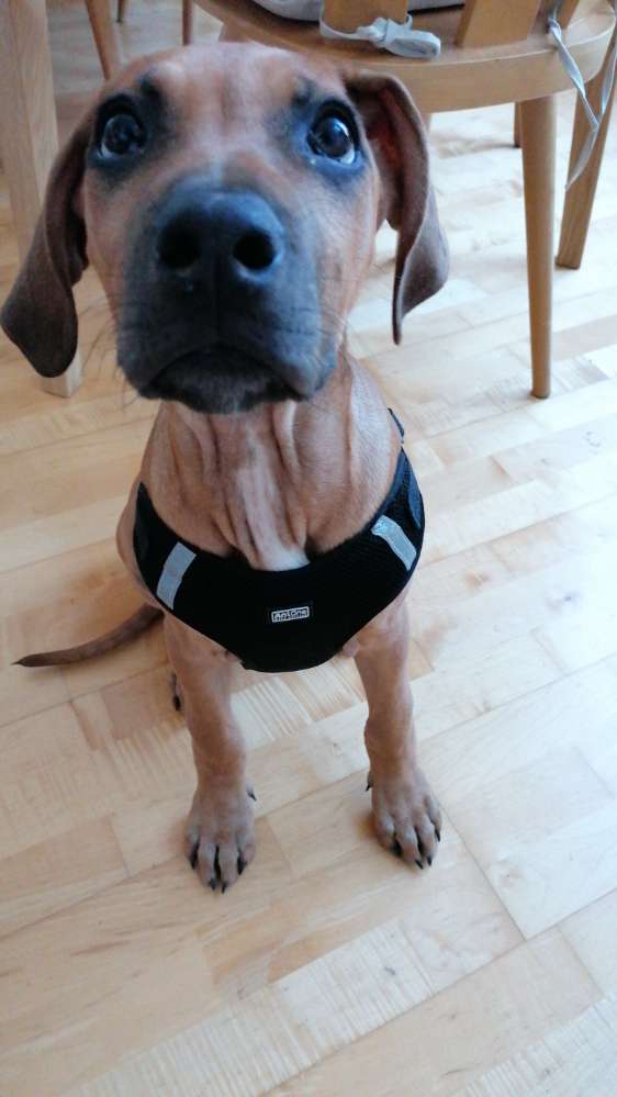 Hundetreffen-Spielgefährte / Übungspartner Ostenviertel-Profilbild