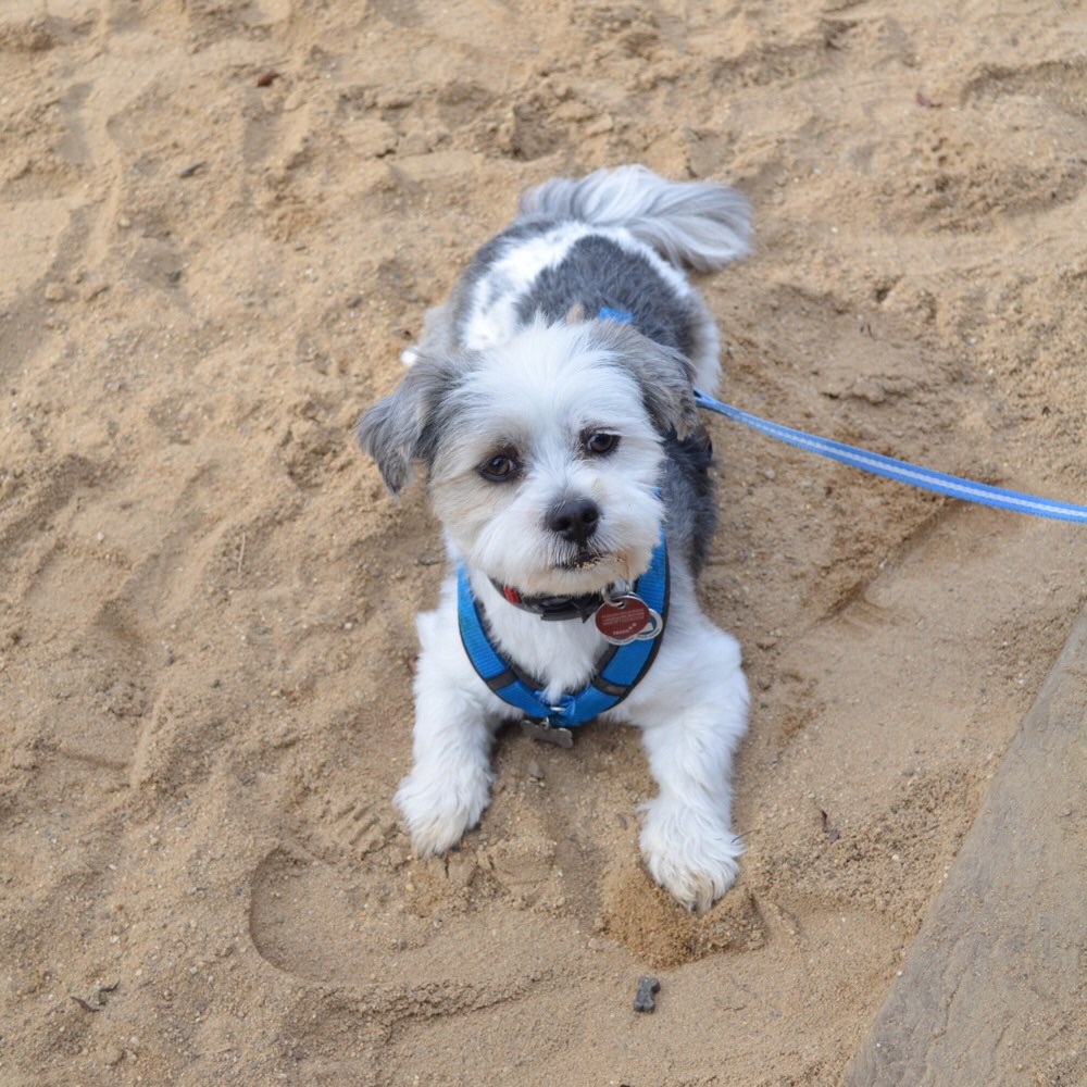 Hundetreffen-Neue Freunde-Profilbild