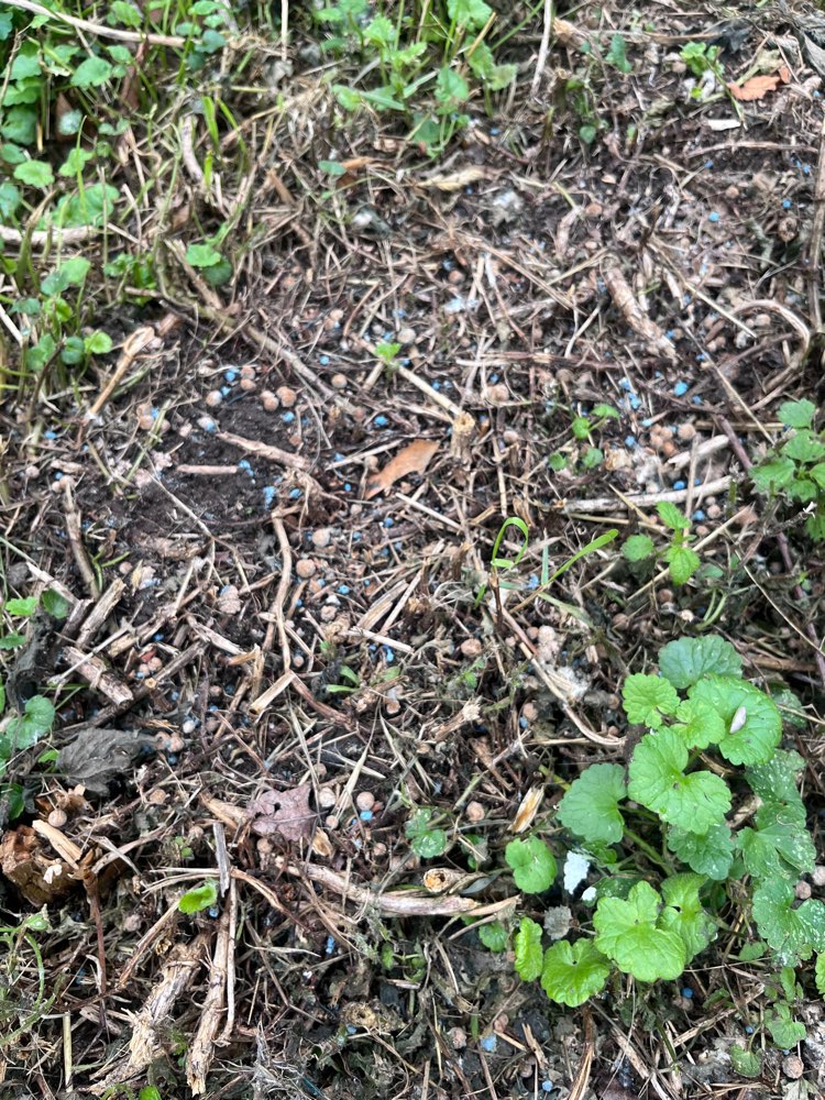 Giftköder-Blaukorn oder Schneckenkorn-Profilbild