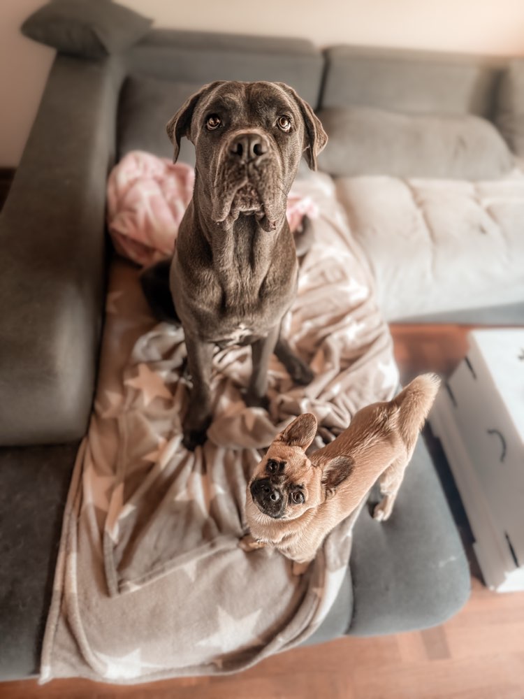 Hundetreffen-⸻  🐾 Gassitreffen in Altena & Umgebung (Iserlohn, Lüdenscheid, Hemer, …) gesucht 🐾-Profilbild