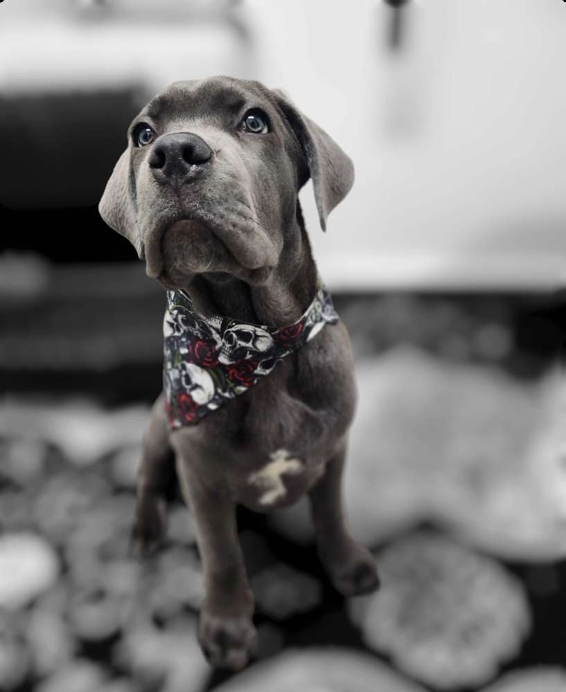 Hundetreffen-Welpen/Junghundetreffen-Profilbild