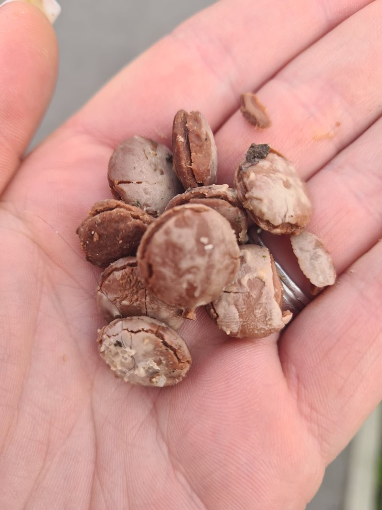 Giftköder-Zusammenklebende Schokotrops-Profilbild