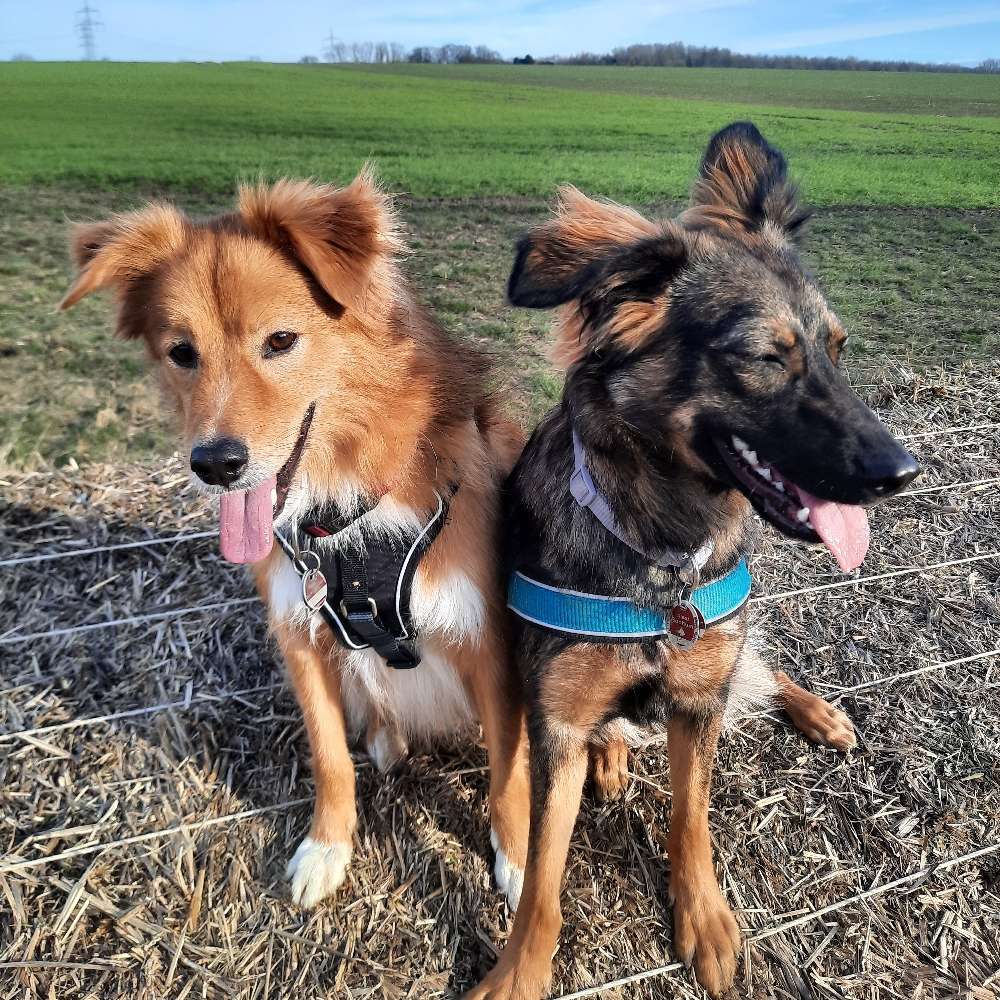 Hundetreffen-Treff zum Toben und Spazieren-Profilbild