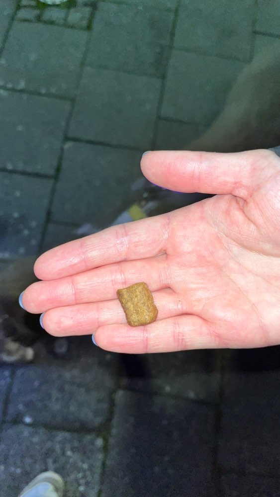 Giftköder-Möglicher Giftköder-Profilbild