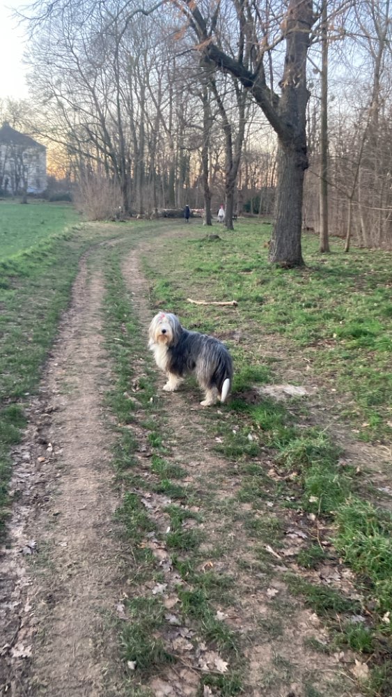 Hundetreffen-Hundespaziergang in Hassels-Profilbild