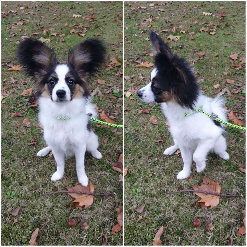 Hundetreffen-Welpenspielen mit kleinen Hunden in Herne u Bochu-Profilbild