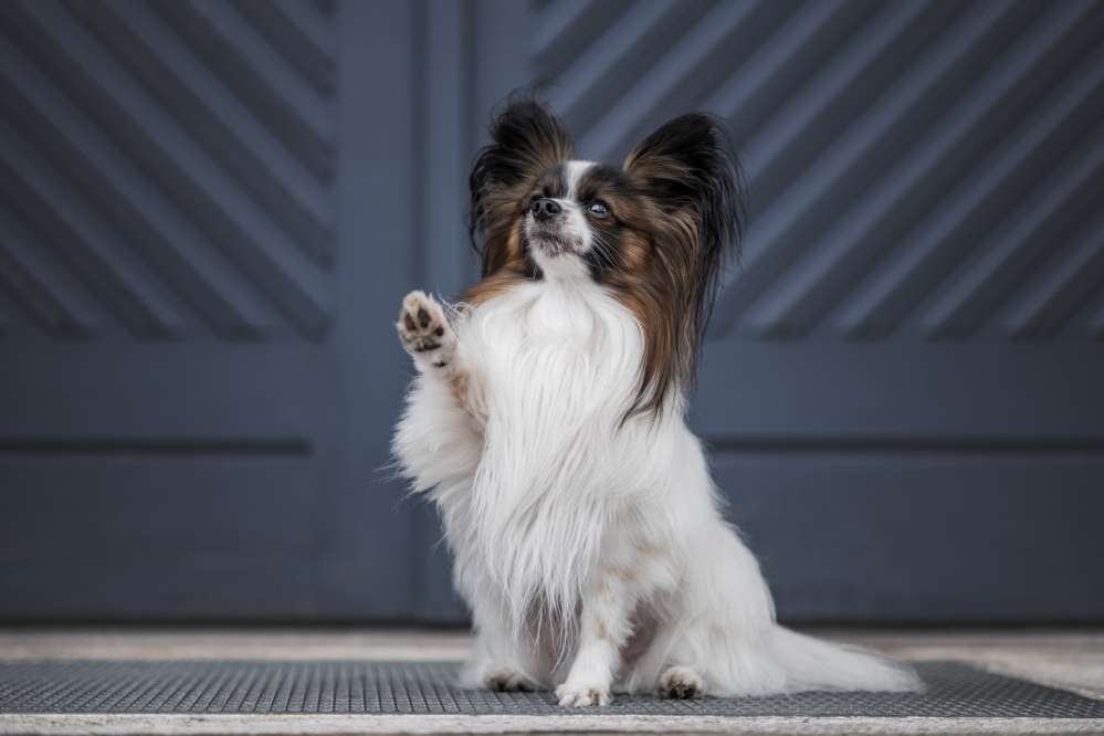 Hundetreffen-Nette kleine Hunde Kontakte-Profilbild