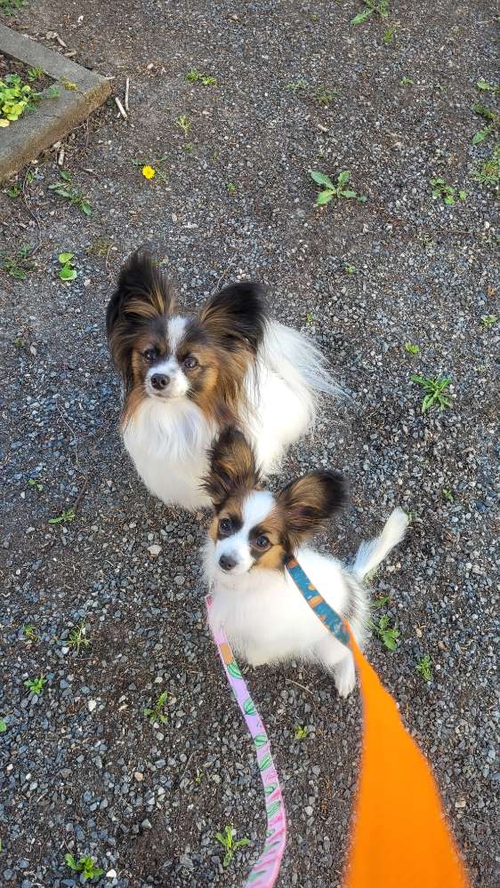 Hundetreffen-Hundetreffen-Profilbild