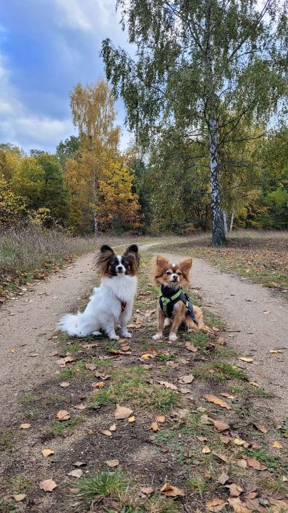 Hundetreffen-Kleine Hunde Spaziergang-Profilbild
