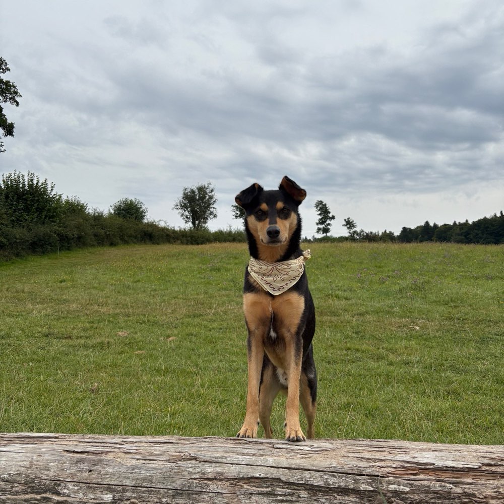 Hundetreffen-Spieltreff - gemeinsame Runde gehen-Profilbild