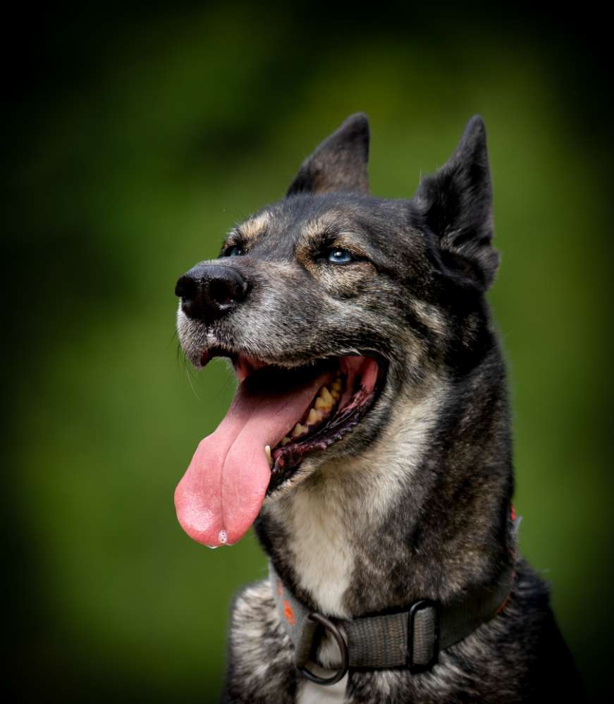 Hundetreffen-Fellnasen Shooting-Profilbild
