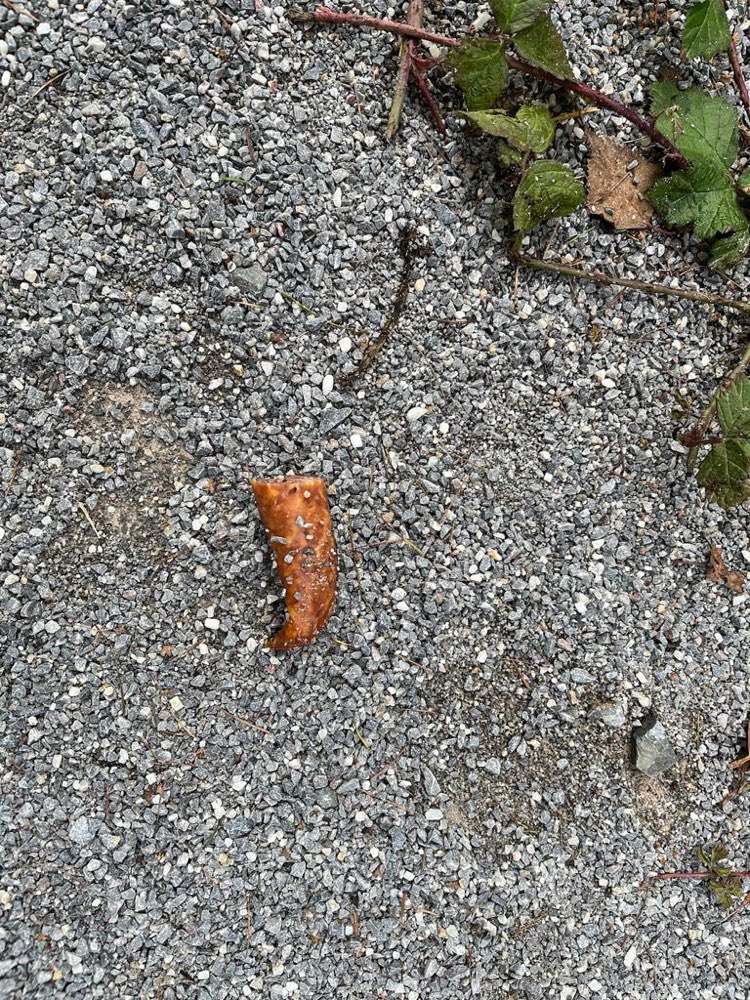 Giftköder-Giftköder-Profilbild