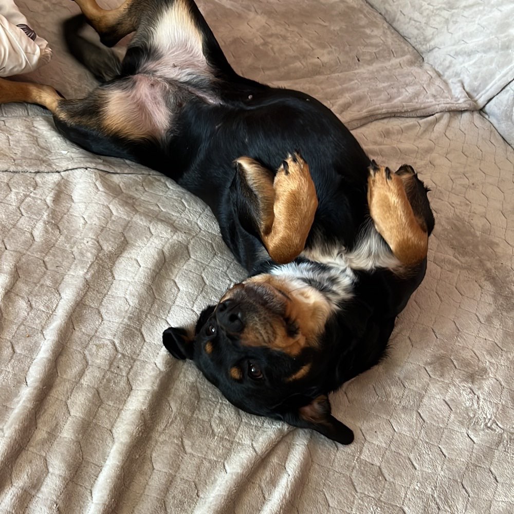 Hundetreffen-Spielrunde im Wäldchen Adlershof-Profilbild