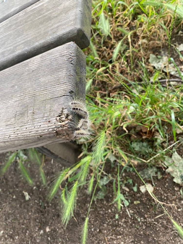 Giftköder-Verdacht auf Prozessionsspinner-Profilbild