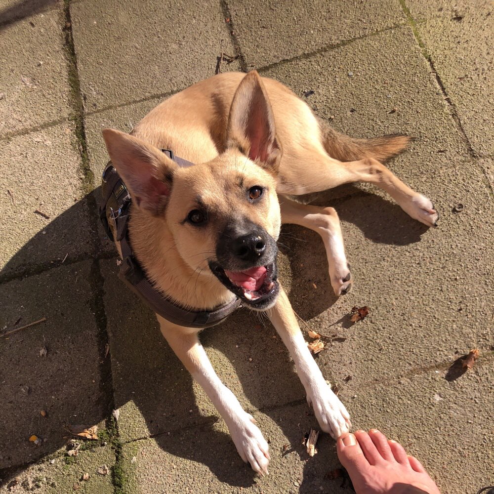 Hundetreffen-Sozialkontakt, Spielen, Zusammen entspannen-Profilbild