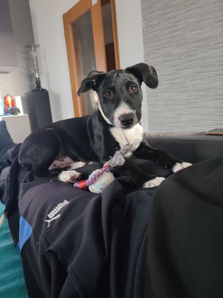 Hundetreffen-Toben und trainieren-Profilbild