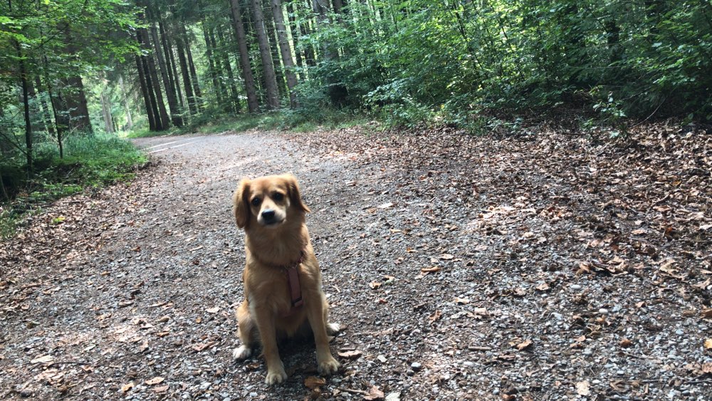 Hundetreffen-Spiel Freund gesucht-Profilbild