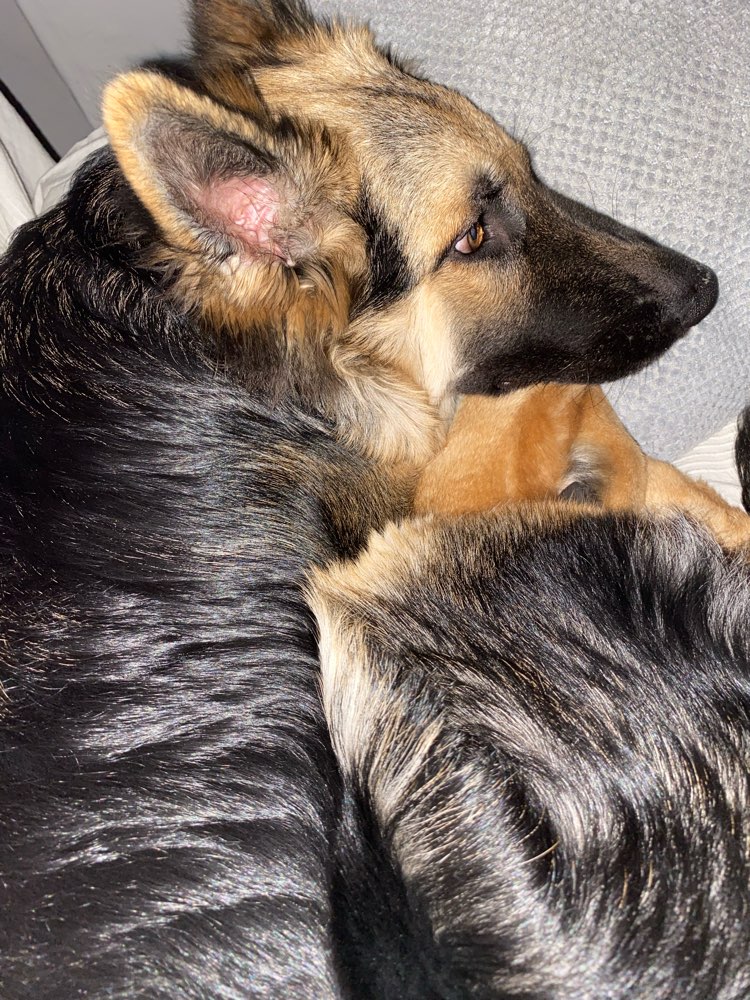 Hundetreffen-Hundetreffen/Gassirunde-Profilbild