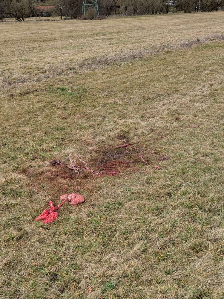 Giftköder-Tierische Innereien-Profilbild