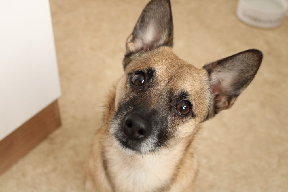 Hundetreffen-Spielrunde in Leipzig/Paunsdorf und Umgebung-Profilbild