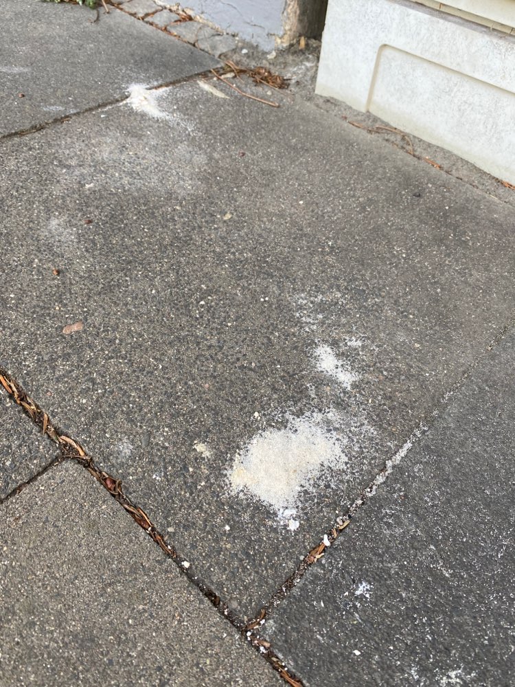 Giftköder-weißes Pulver-Profilbild