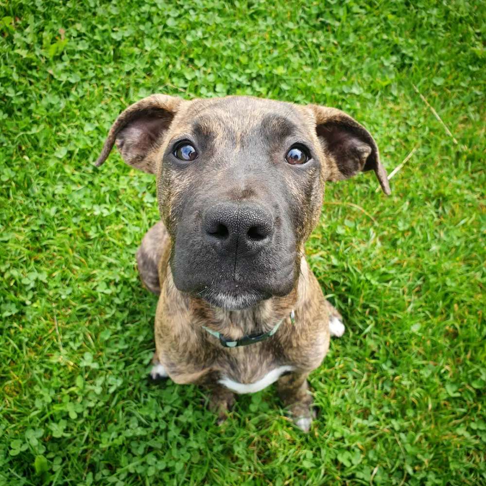 Hundetreffen-Gassifreunde gesucht-Profilbild