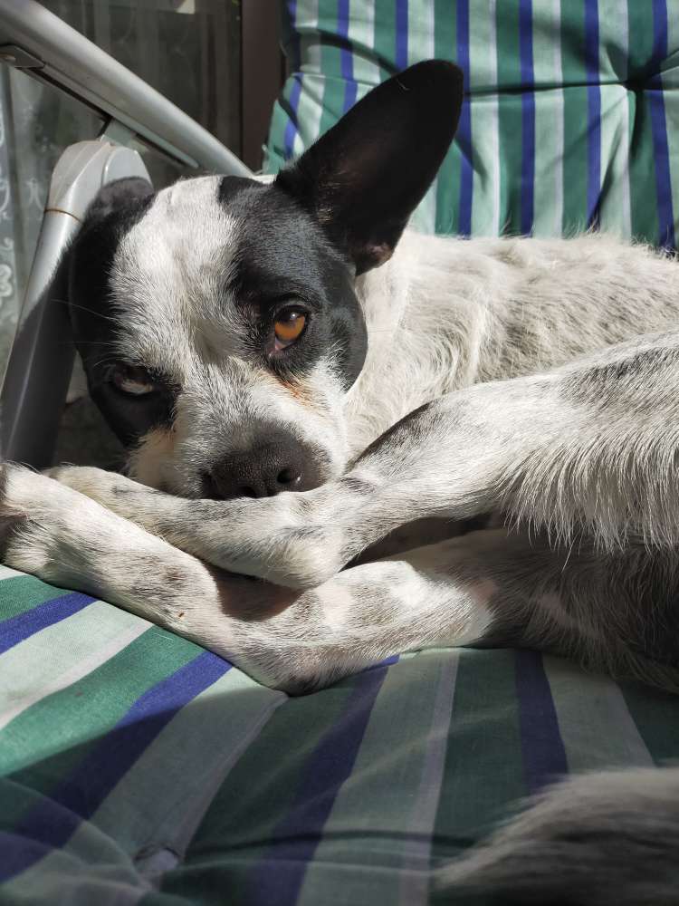 Hundetreffen-Begegnungstraining-Profilbild