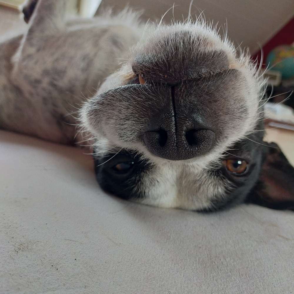 Hundetreffen-Spielgefährtin-Profilbild