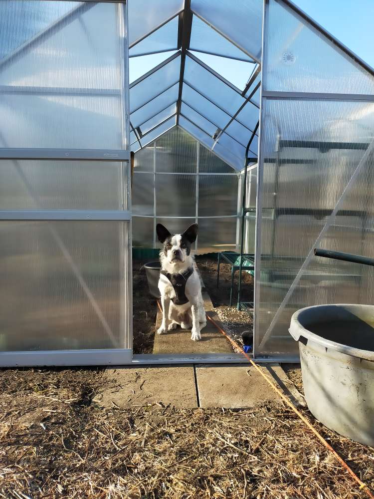 Hundetreffen-Spazieren und Spielen in Kendenich und Umgebung-Profilbild