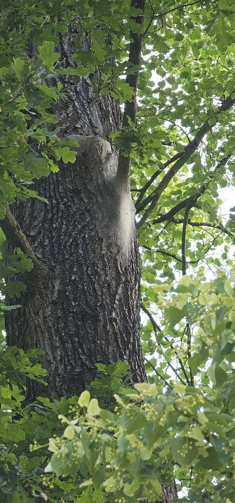 Giftköder-Eichenprozzesionsspinner-Profilbild