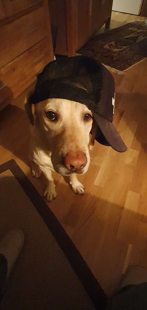 Hundetreffen-Begegnungstraining, Gassirunden-Profilbild