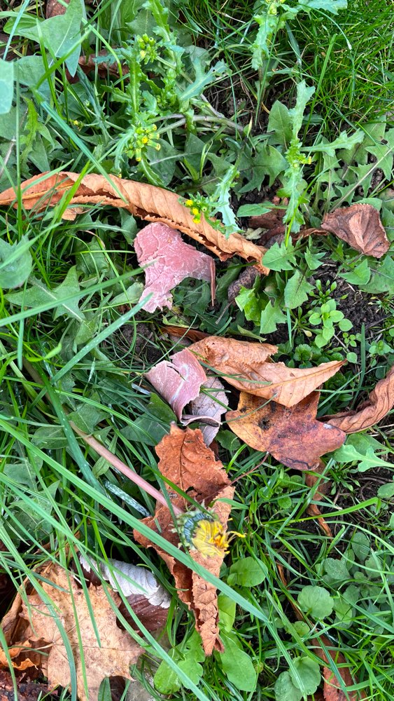 Giftköder-Wurststücke im Rasen-Profilbild