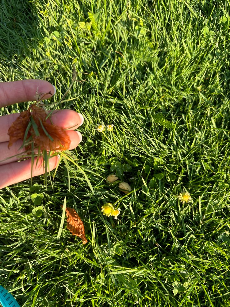 Giftköder-Wurst im Gras-Profilbild