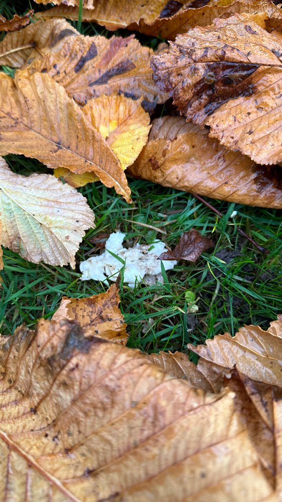 Giftköder-Giftköder (?)-Profilbild