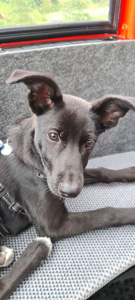 Hundetreffen-Spielen und Toben in Emmendingen-Wasser-Profilbild