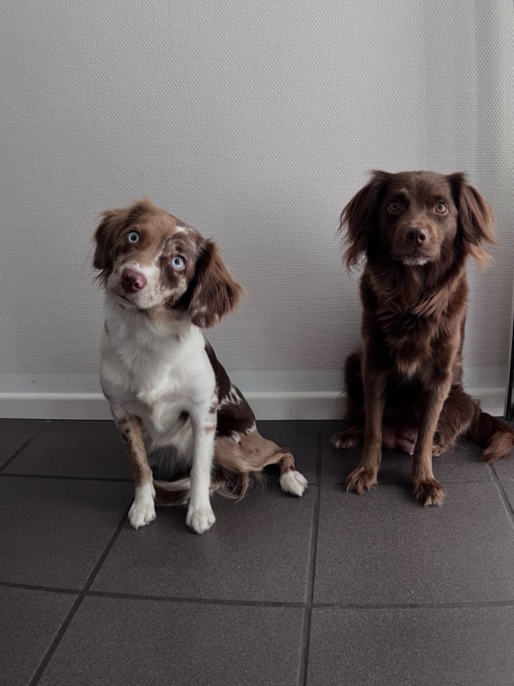 Hundetreffen-Unterstützung Hundebetreuung-Profilbild