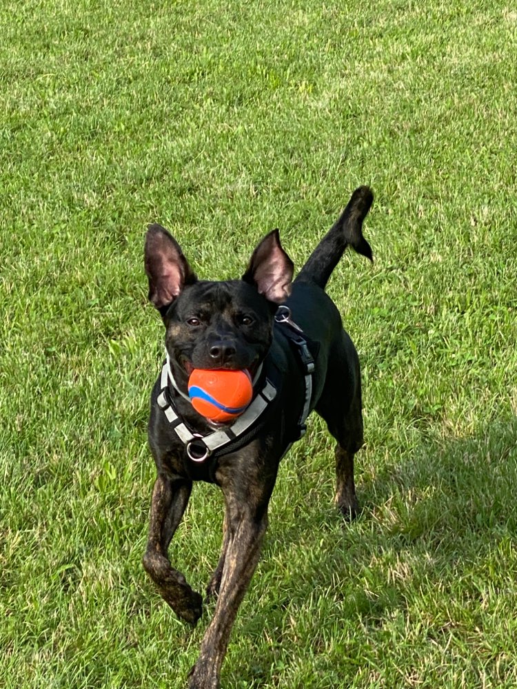 Hundetreffen-Playdates am Insulaner Park-Profilbild