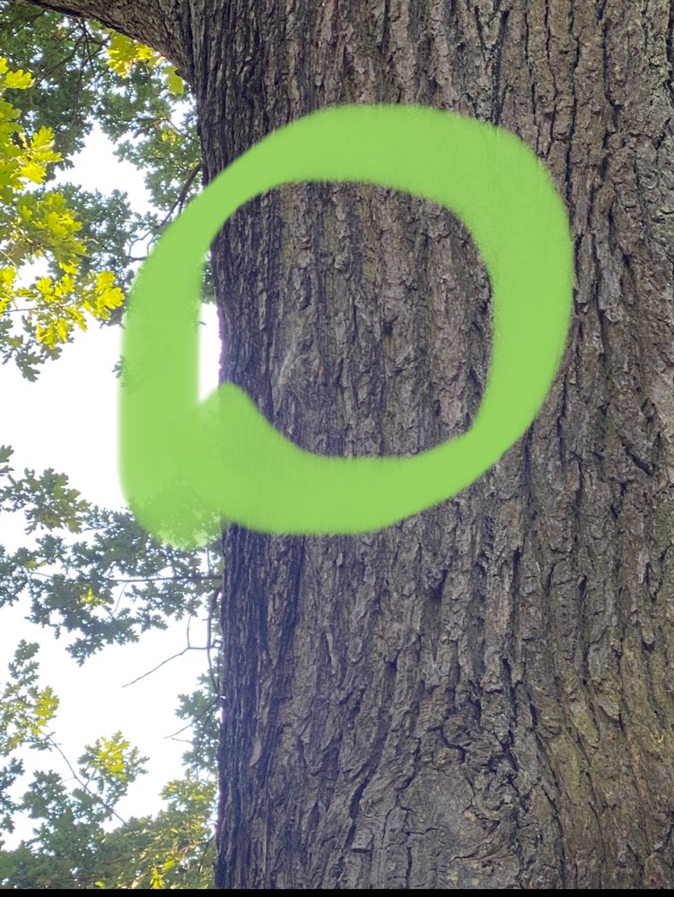 Giftköder-Eichenprozessionsspinner-Profilbild