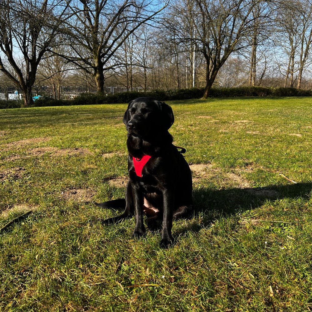 Hundetreffen-Spieltrieb 🤩-Profilbild