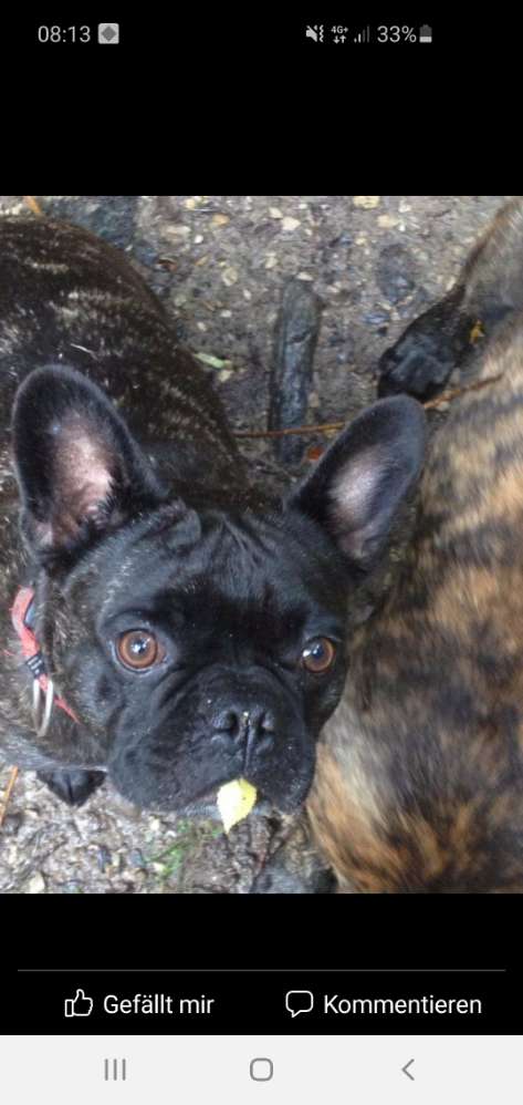 Hundetreffen-Zusammen Gassi...-Profilbild